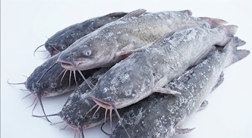 Bulk Catfish Supply for International Seafood Buyers
