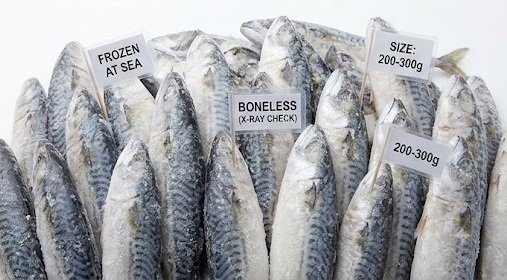 Bulk Export Mackerel Packaging & Logistics