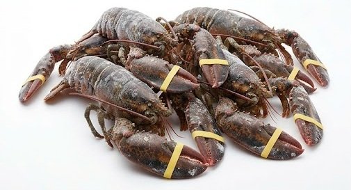 Bulk Lobsters Sourcing