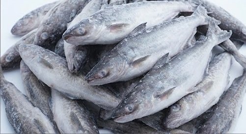 Bulk Pangasius Supply for International Seafood Markets