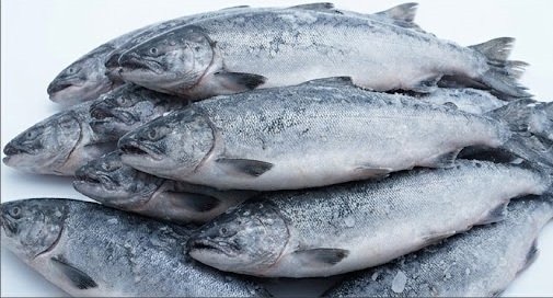 Bulk Salmon Supply and International Distribution