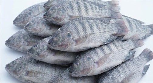 Bulk Tilapia Supply for International Seafood Buyers