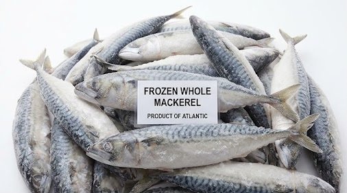 Bulk Wholesale Frozen Mackerel Supplier