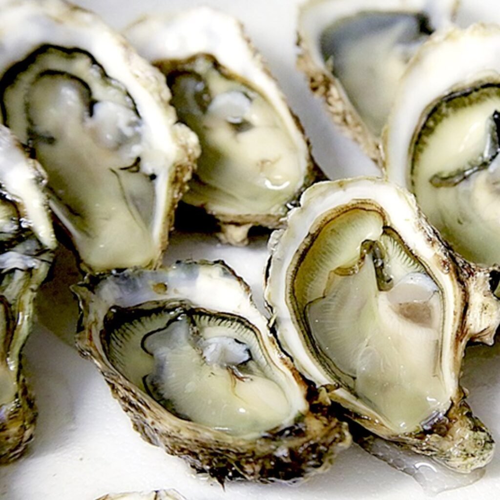 Bulk Wholesale Oyster Supplier