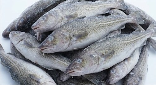 Buy Cod Species, Grades, and Product Specifications