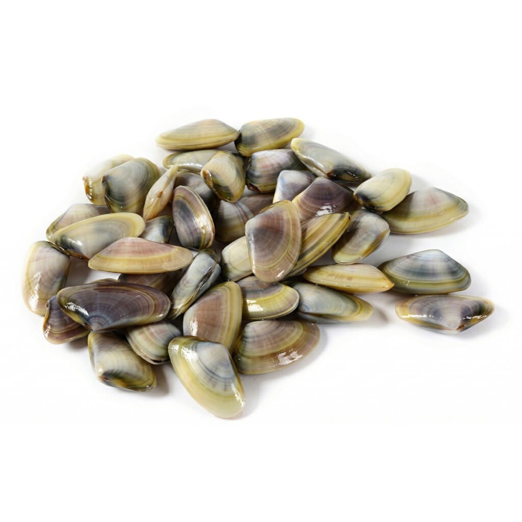 Buy Frozen Clam Supplier for Bulk Orders