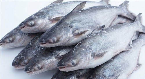 Buy Frozen Pangasius Wholesale Supplier