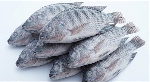 Buy Frozen Tilapia Wholesale Supplier