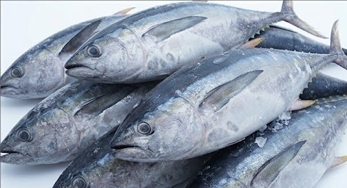 Buy Frozen Tuna for Seafood Buyers