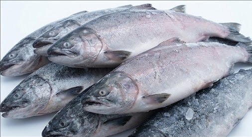 Buy Salmon for Bulk Seafood Buyers