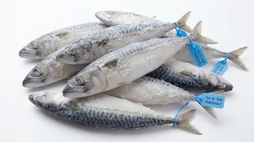 Commercial Value for Mackerel B2B Buyers