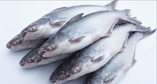 Frozen Pangasius for Foodservice and Retail Businesses