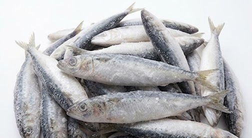 Sardine fish Sizes & Specifications