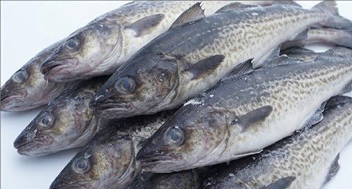 Source Frozen Alaska Pollock for B2B Buyers