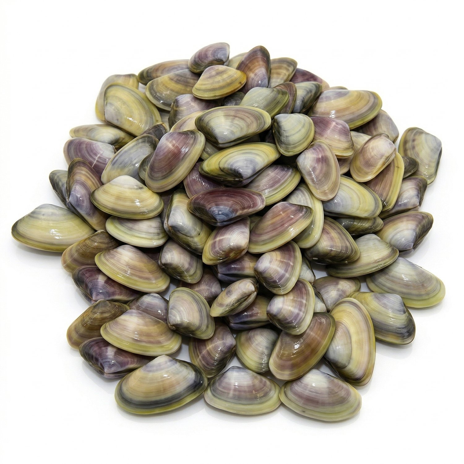 Wholesale Clam Species & Product Forms