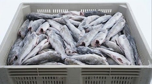 Wholesale Frozen Catfish Bulk Supplier