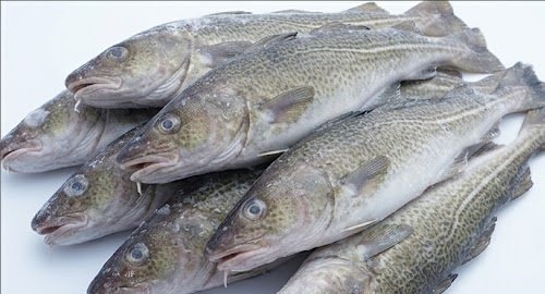 Wholesale Frozen Cod Fish