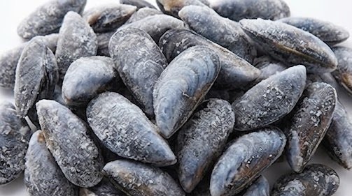 Wholesale Frozen Mussels Bulk Distributor