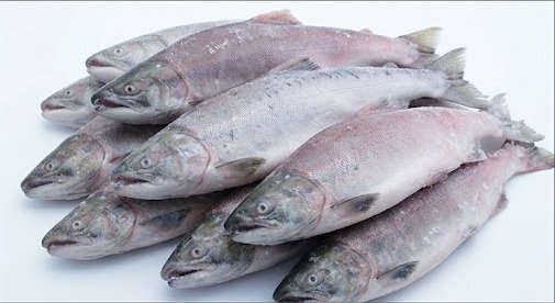 Wholesale Frozen Salmon Varieties and Product Options