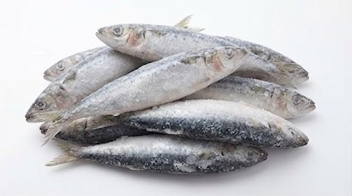 Wholesale Frozen Sardine Fish Supplier in Bulk