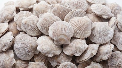 Wholesale Frozen Sea Scallops