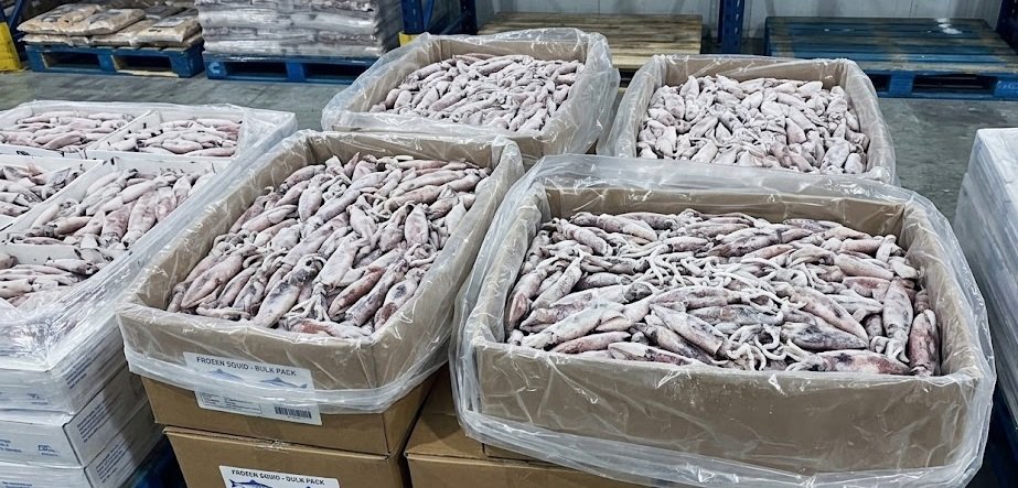 Wholesale Frozen Squid & Calamari Bulk Supplier