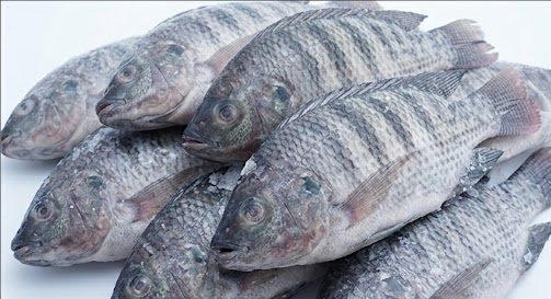 Wholesale Frozen Tilapia Sizes and Product Grades