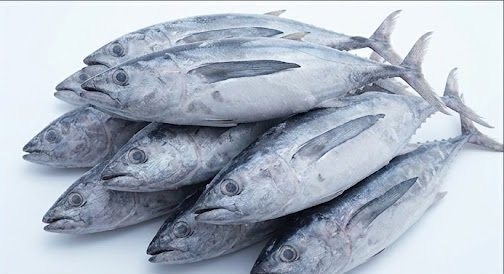 Wholesale Frozen Tuna Species and Product Selection