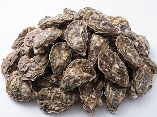 Wholesale Oyster Varieties & Shell Sizes