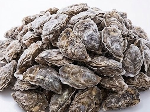 fresh Oyster supplier