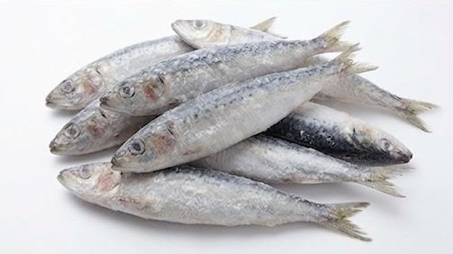 sardine fish supplier